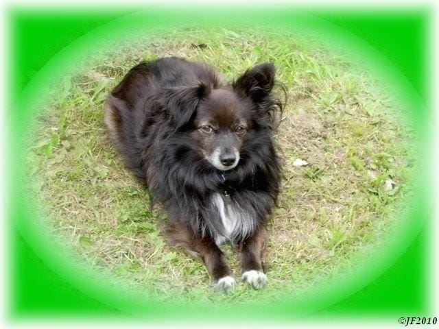 Le Chien de mon ami à disparu .....