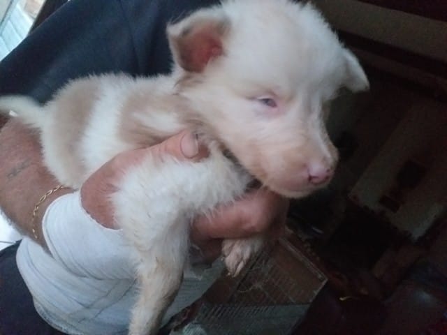 J'aimerais savoir si ce chiot est double merle