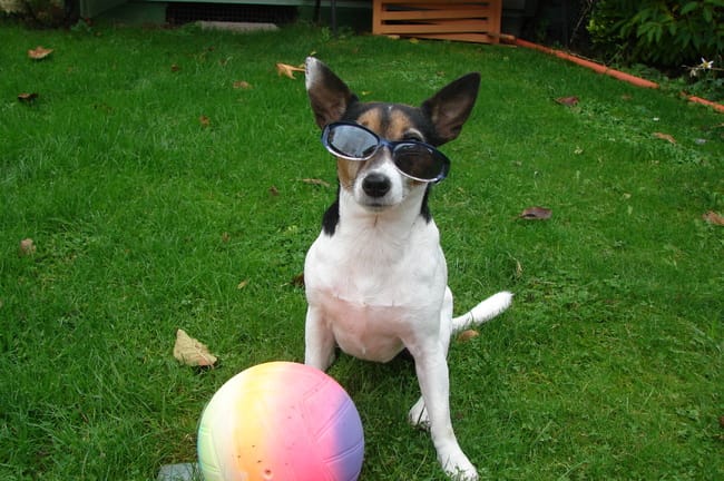 Belle , mon petit Jack russell