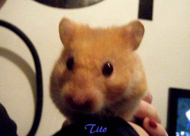 Donne bébé hamster