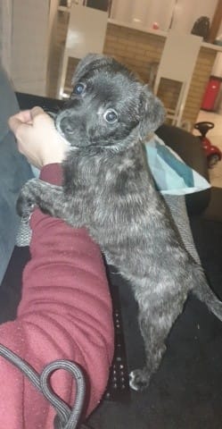 Avis sur le croisement de mon chien