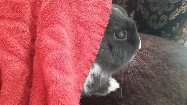 Mon lapin a une tâche blanche sur sa pupille