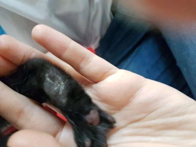 Mon chaton de 3 semaines à des plaies