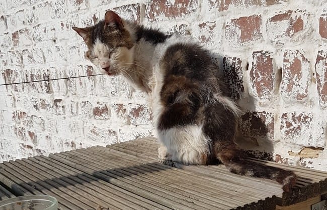 Le chat de ma voisine est mal traité