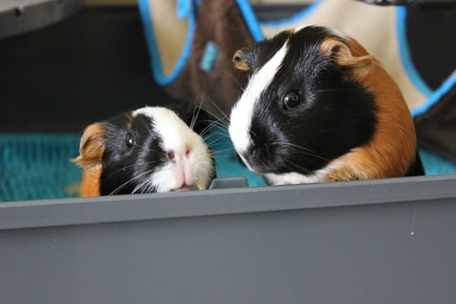 Deux cochons d'inde femelle à adopter