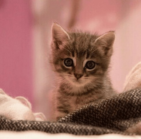 Chaton poils mi long ou court ?