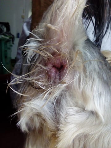 Glande anale gonglée rouge infection ou pas?