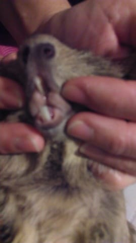 Urgent dent cassee