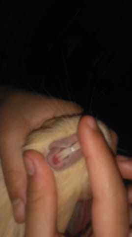 Dent de mon cochon d inde
