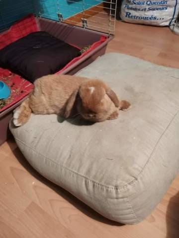 Besoin d un nouveau maitre