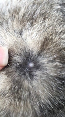 Boule blanche cou chat