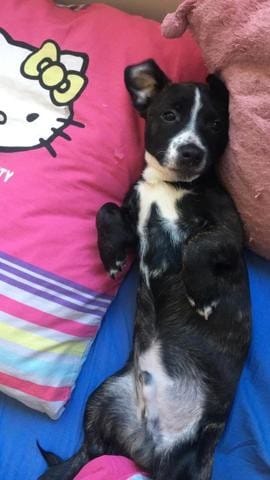 Avis races de mon chien