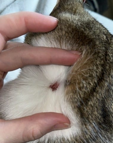 Plaque inquiétante la peau de mon chat