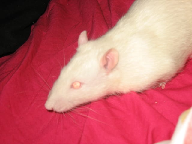 Sauvetage en animalerie : racontons leurs histoires