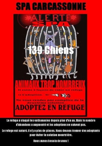 Ils ne veulent pas euthanasier, mais pour cela il faut des adoptants ..