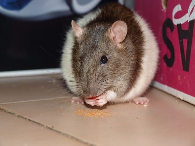 La diversité chez le rat
