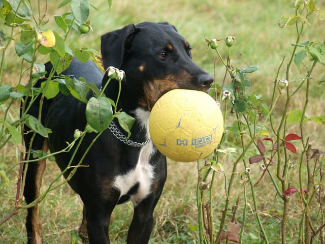 la belle Haï Olly