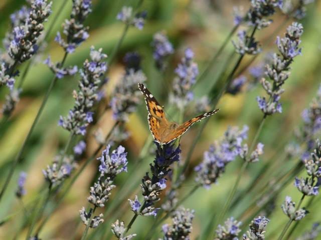 Nos photos d'animaux sauvages
