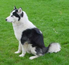 Pour vous, qu'est-ce qu'un chien primitif ? 