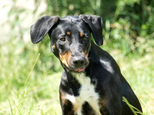 Vos animaux en Famille d'Accueil