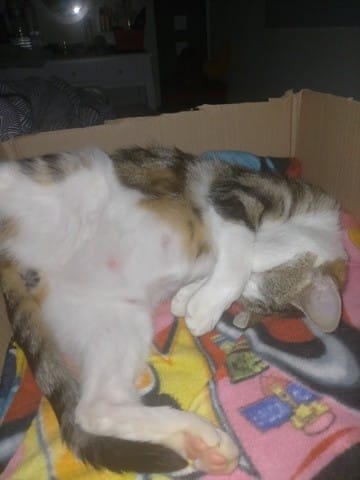 Besoin d'avis chatte gestante