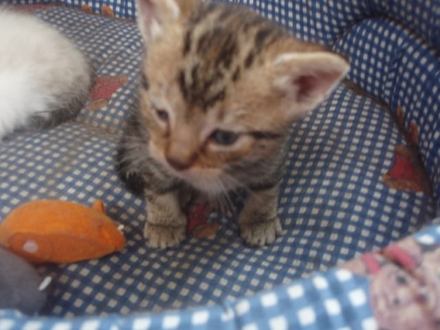 Un chaton cherche un maître !