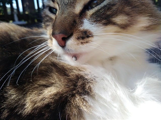 Croute noir ronde sur le menton!