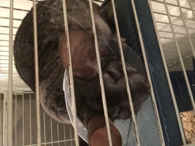 Abcès ou tumeur suite à un arrachage de poils