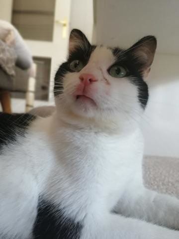 Lèvre supérieur chat gonfle bizarrement