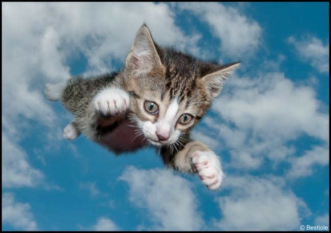 Super cat chats volants