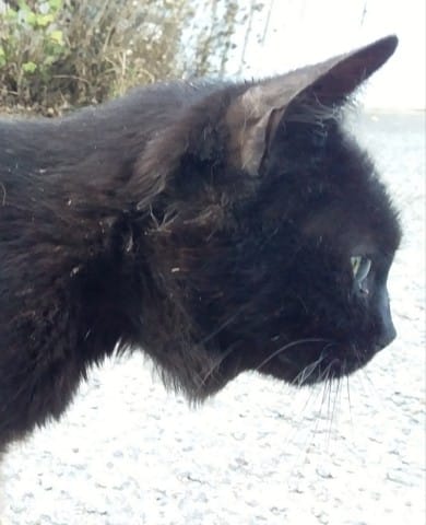 Ma petite ficelle va mourir...