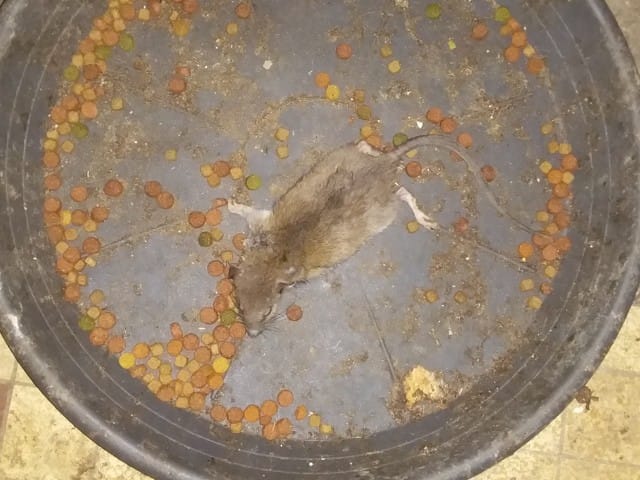 Bon appétit WAMIZ !