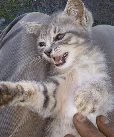 Un nouveau chat forcé...