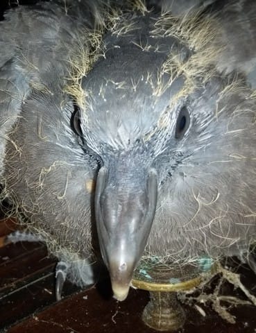 Quel est cet oisillons tombé du nid ?