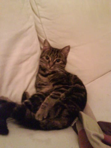 les chats et la pleine lune.