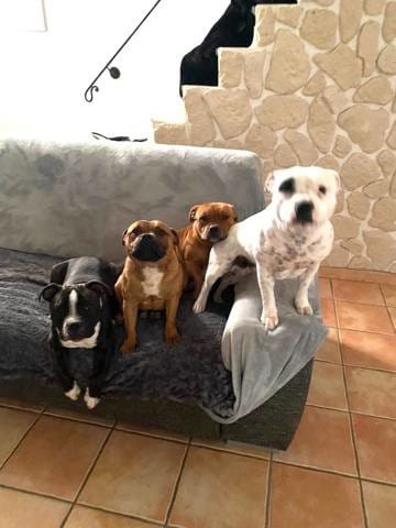 Staffie 18,2 kg à 7 mois
