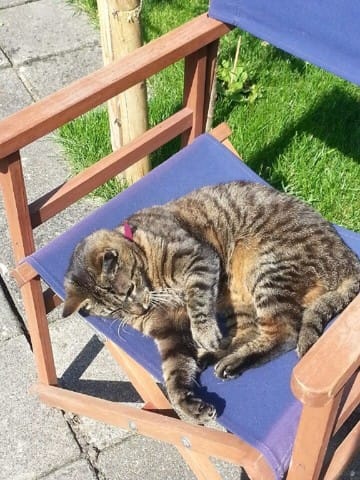 SOS! Mon chat de 17 ans ne va pas fort.