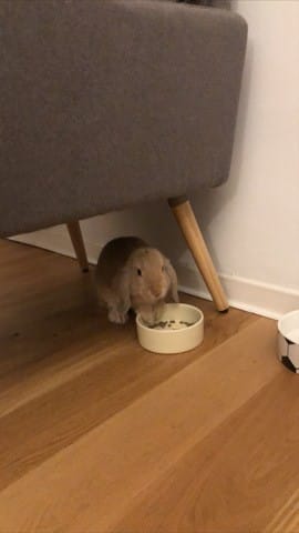 Lapin propre le jour mais sale la nuit