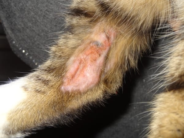 perte de poils sur une patte de mon chat