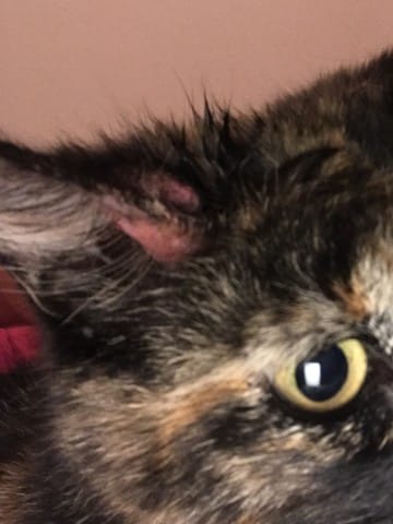 Mon chat est blessé que faire ?