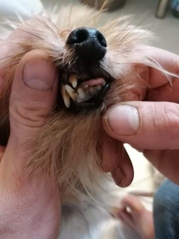 Mon chien a ses dents jaunâtres et la gencive noire