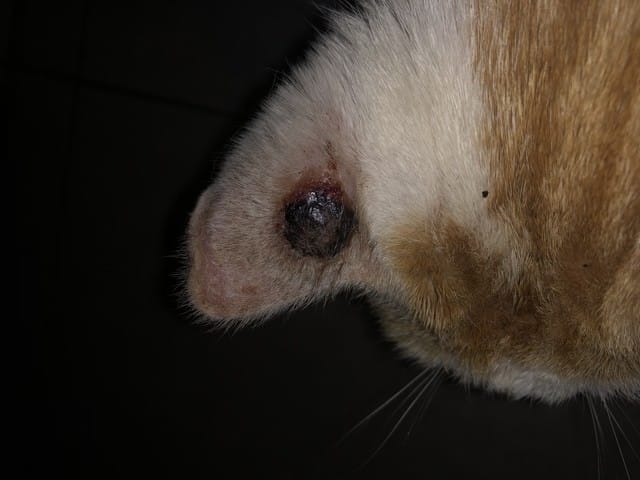 Blessure oreille chat