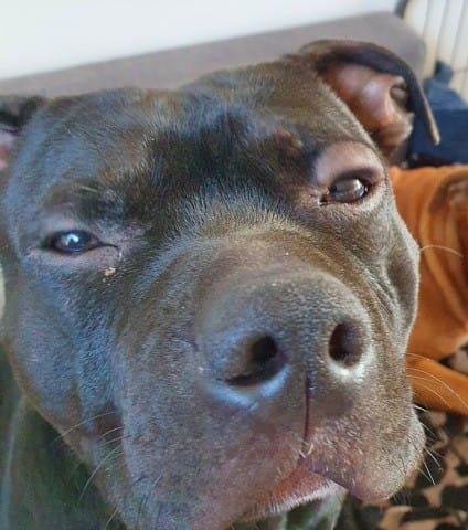 Chien paupière gonflé