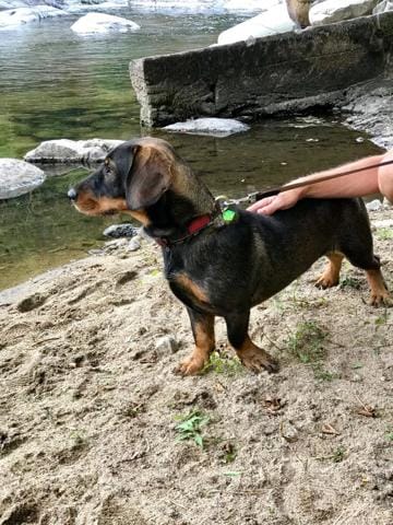 Quel croisement pour ce chien ?