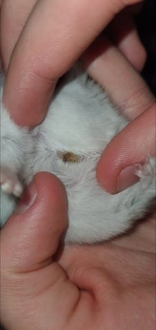 Croûte penis hamster