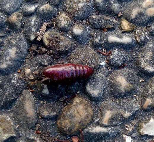 Chrysalide à identifier