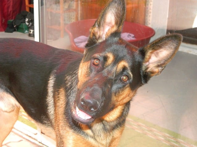 Mon chien n'aime pas certains chiens, que faire ?