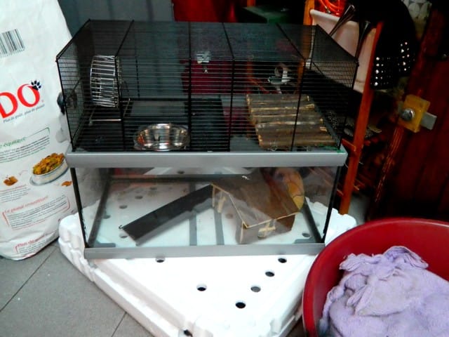 cage pour rongeur 
