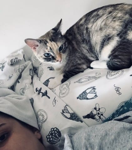 Quelles sont les origines de mon chat?