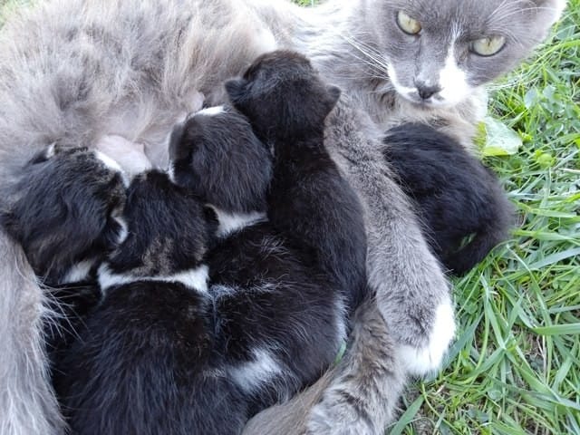 Mes 5 petits chatons et leur mère ont des puces 😭